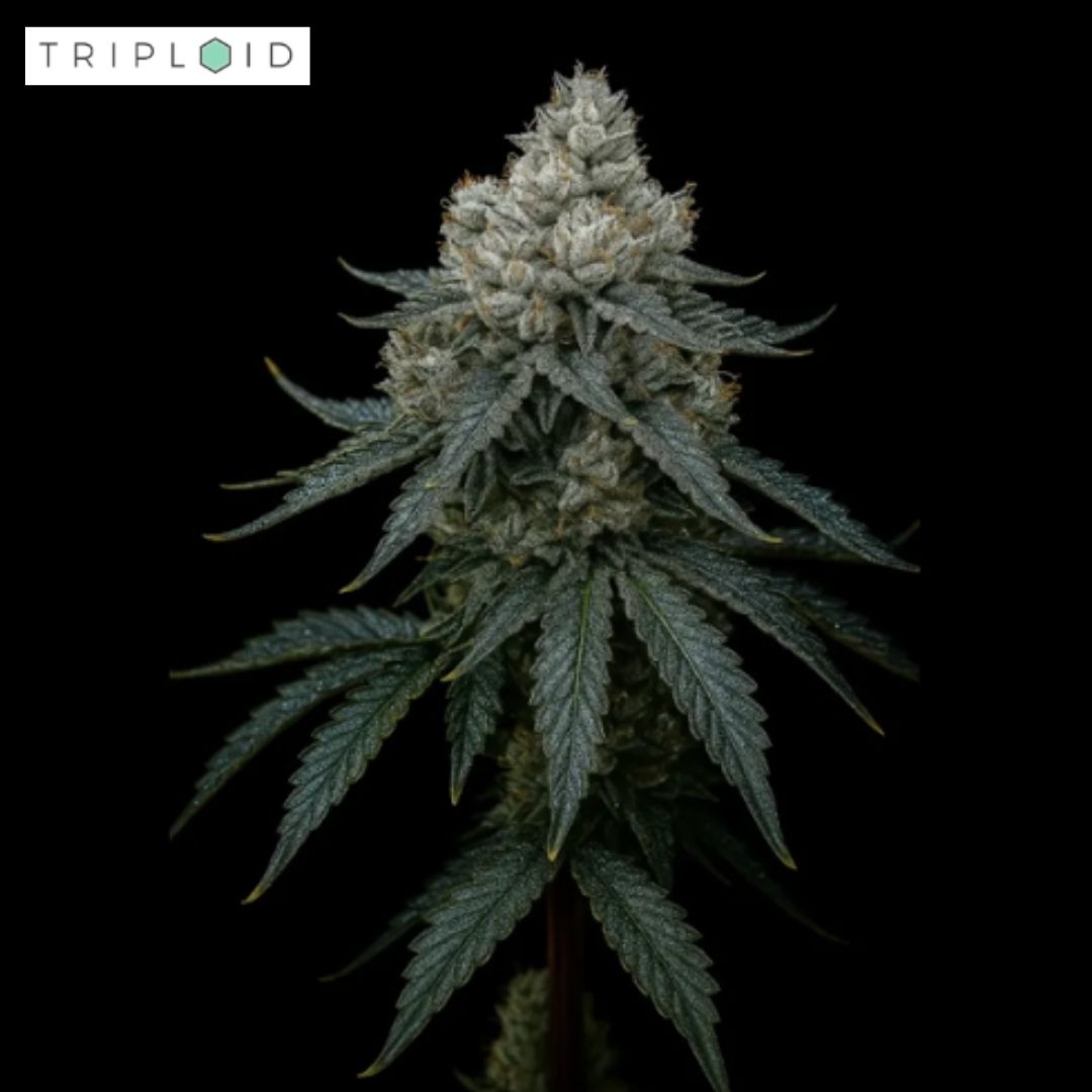 Frosty Apple Pflanze von Triploid Genetics mit kompakter Hauptcola und dunklen Blättern