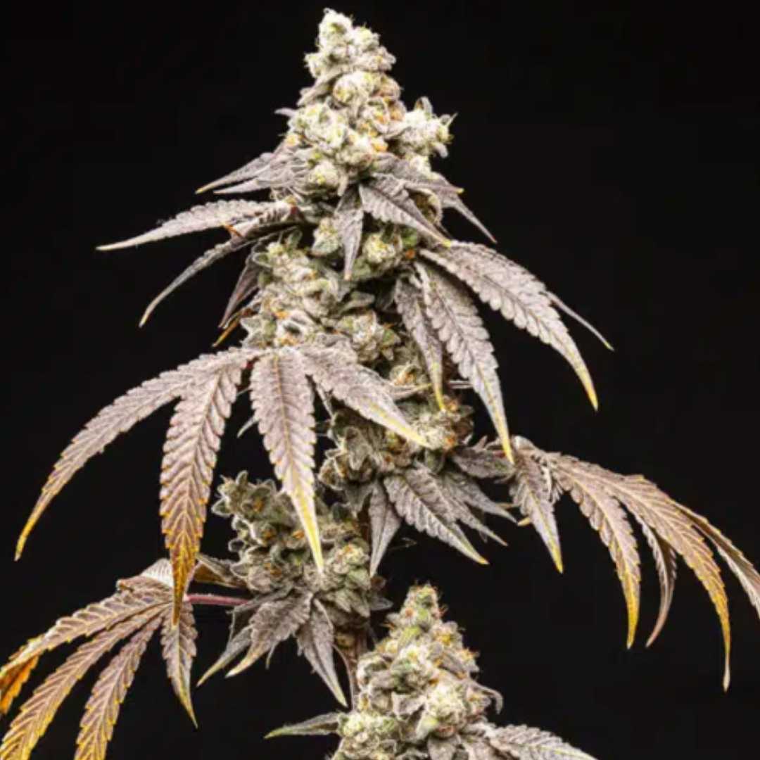Frosty Rainbow von World Breeders mit stark bereifter Cannabisblüte und hellen, schmalen Zuckerblättern.