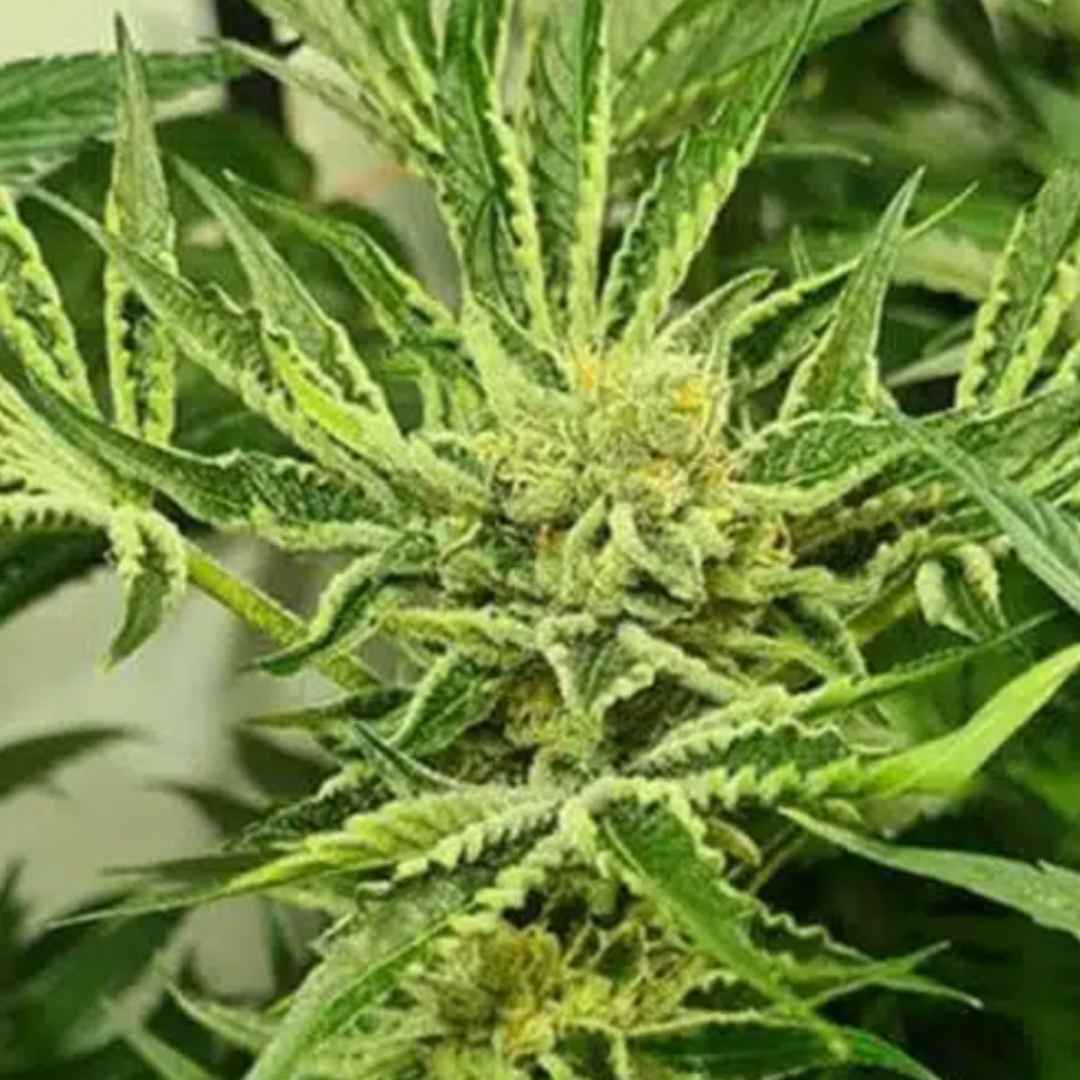 Frozen Cherry von ZmoothieZ mit kompakter, stark harziger Cannabisblüte und hellen Trichomen.