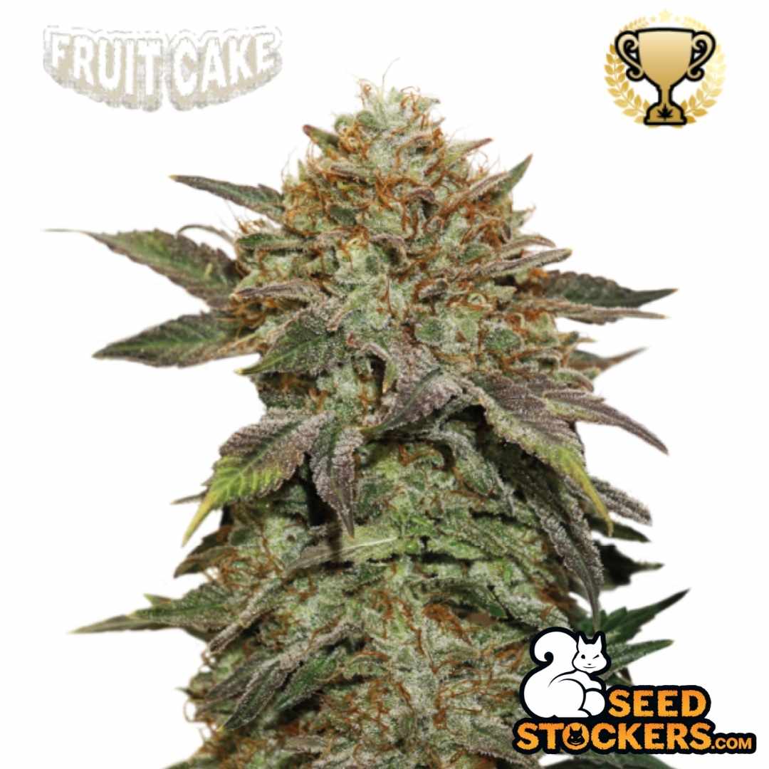 Frostige Fruit Cake Blüte mit dichten Harzschichten und orangefarbenen Pistillen