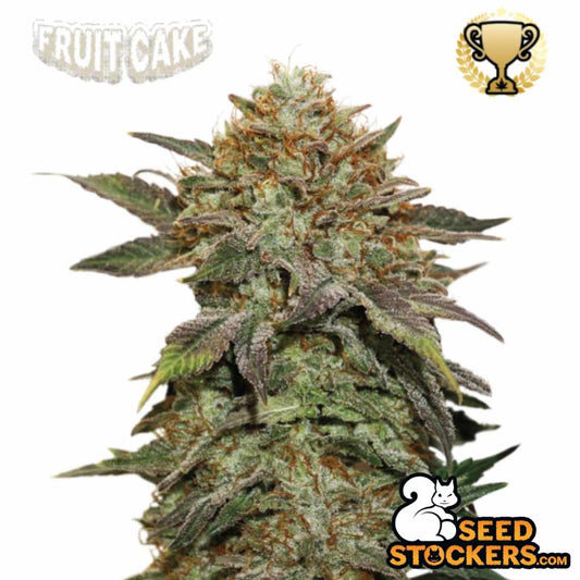 Frostige Fruit Cake Blüte mit dichten Harzschichten und orangefarbenen Pistillen