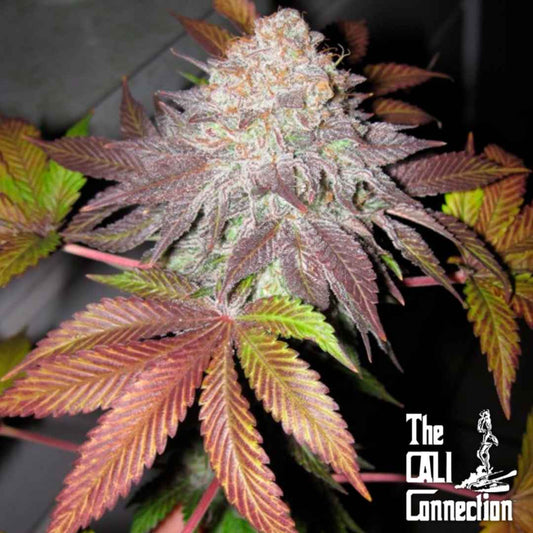 Fruit Cup Blüte mit dichten Harzschichten und violett-roten Blättern in voller Reife