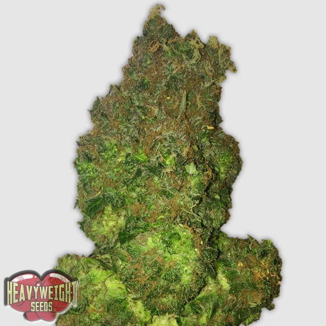 Fruit Punch Auto Bud mit dichten, harzigen Blüten und orangefarbenen Pistillen