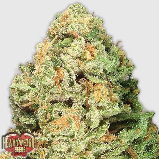 Fruit Punch Blüte mit dichten, harzigen Buds und orangefarbenen Stempeln