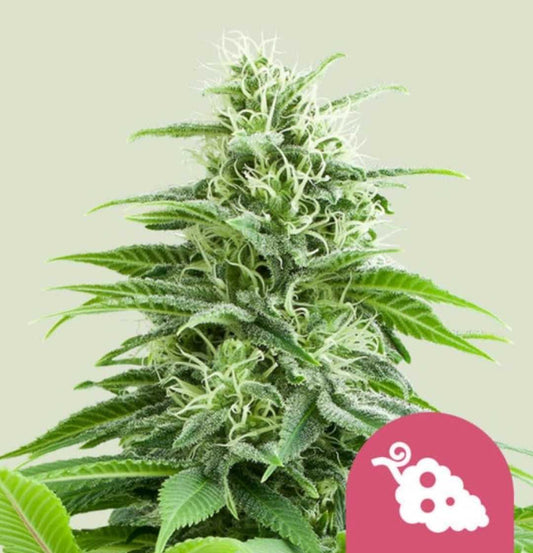 Dicht bewachsene Fruit Spirit Cannabispflanze mit weißen Blütenhaaren und harzigen Trichomen vor hellem Hintergrund