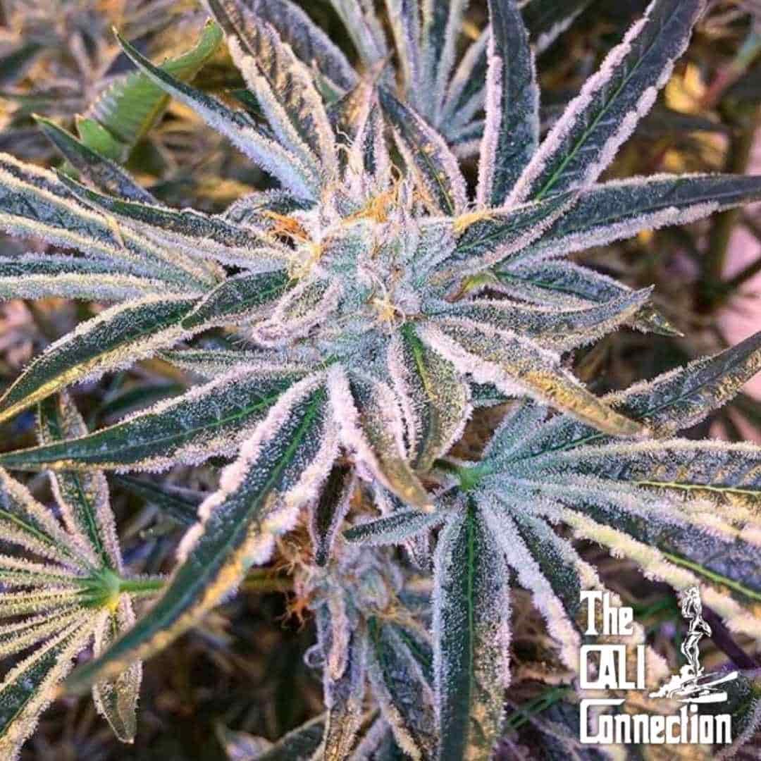 Frostige Cannabisblüte mit dichten Trichomen der Sorte Fruit Tree und gezackten dunkelgrünen Blättern