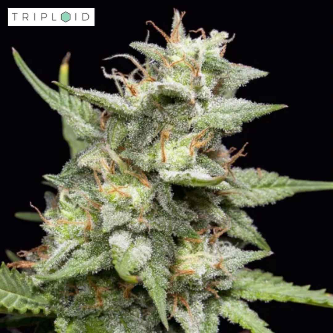 Harzreiche Fruity Forest Blüte von Triploid Genetics mit grünen Kelchen und hellen Blütenfäden
