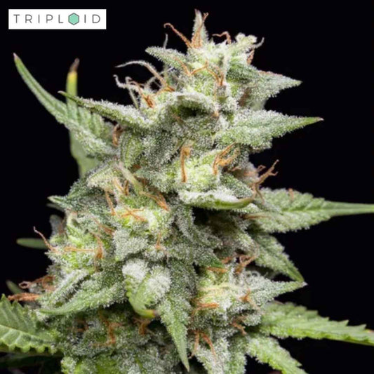 Harzreiche Fruity Forest Blüte von Triploid Genetics mit grünen Kelchen und hellen Blütenfäden