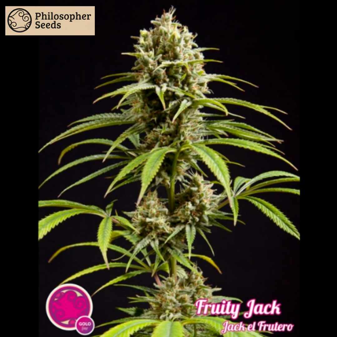 Fruity Jack Cannabispflanze mit langen Buds, hellgrünen Blättern und sichtbaren Harztrichomen