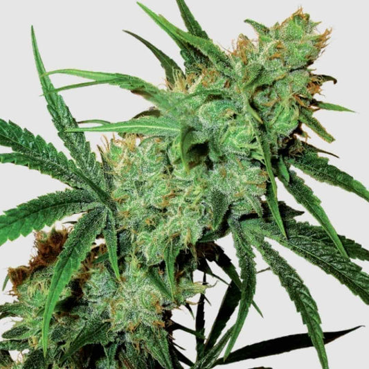 Fruity Juice Regular Blüte mit harzigen, orange behaarten Buds