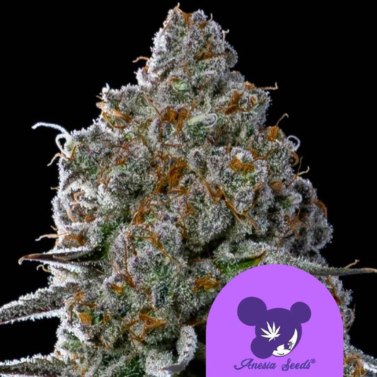 Nahaufnahme einer dichten Fryday Boof Blüte mit dicker Harzschicht und orangefarbenen Blütenhaaren