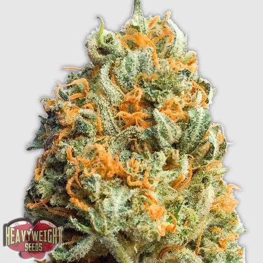 Fully Loaded Auto mit dichter, harziger Blüte und leuchtend orangefarbenen Pistillen