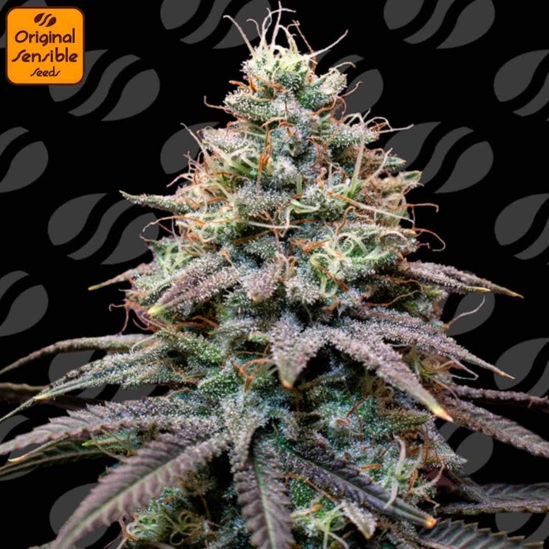 Auto FumePop Blüte mit dichten, harzigen Buds, vielen orangefarbenen Stempeln und starkem Trichombesatz