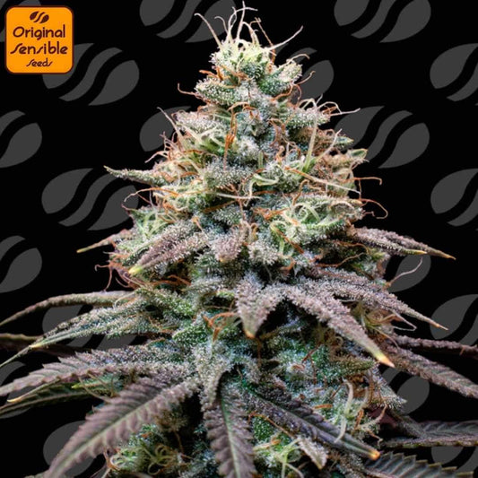 Auto FumePop Blüte mit dichten, harzigen Buds, vielen orangefarbenen Stempeln und starkem Trichombesatz