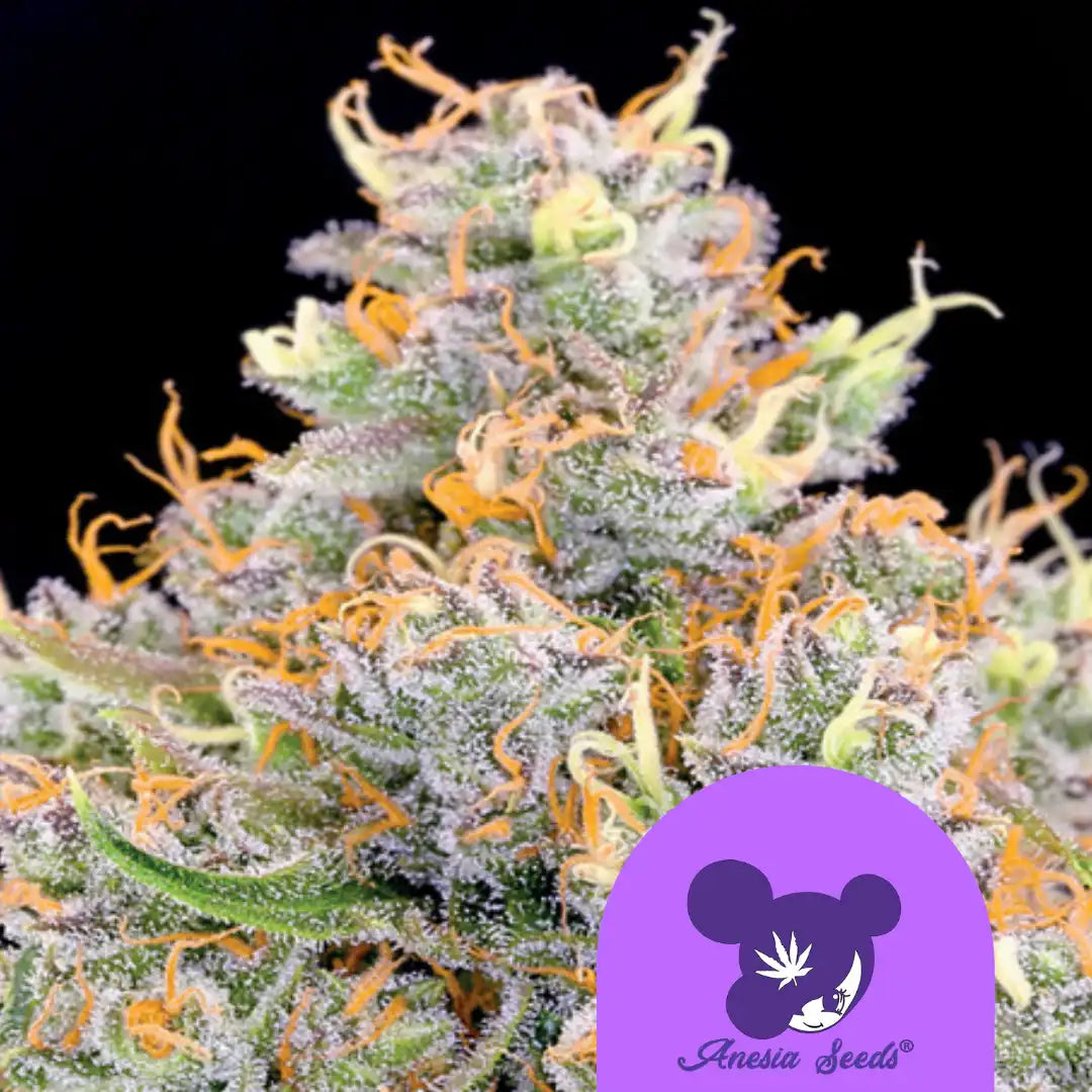 Future 1 Cannabisblüte mit weißen und orangefarbenen Trichomen und grünen Blättern.