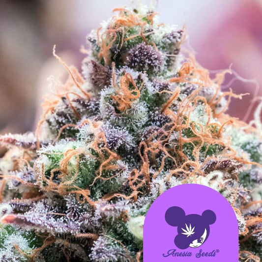 Future Island Blüte mit violetten Kristallen, orangefarbenen Härchen und dichter Harzschicht