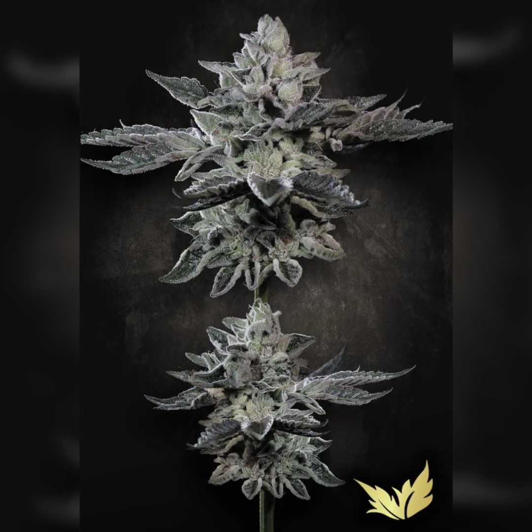G-Force Blüte mit dichten, harzreichen Buds und silbernen Trichomen, typisch für den Hybrid von Paradise Seeds.