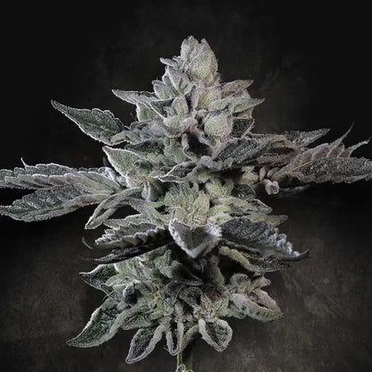 G-Force (Paradise Seeds) Feminisiert