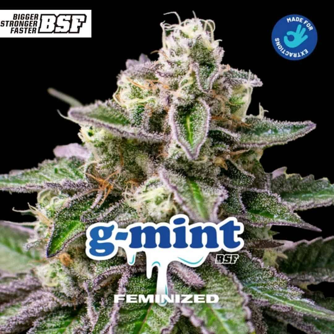 G-Mint Cannabispflanze mit dichten, harzigen Blüten, violetten Akzenten und sichtbaren Trichomen in der Reifephase