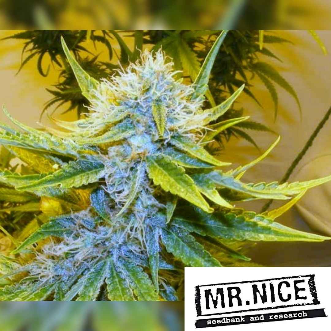 G13 Haze Blüte mit dichten Harztrichomen und kräftigen grünen Blättern in voller Reife
