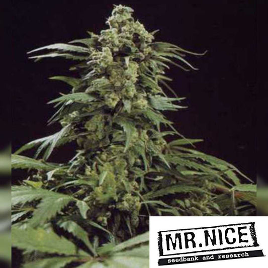 G13 Skunk Pflanze mit dichten, harzigen Blüten und kräftigen grünen Blättern