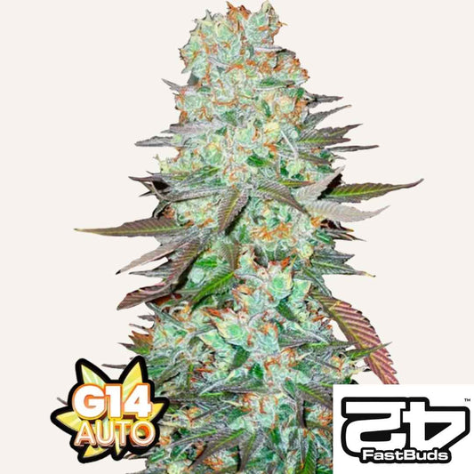 Dichte Blüten der G14 Auto von FastBuds mit Harzschicht und orangefarbenen Blütenhärchen.