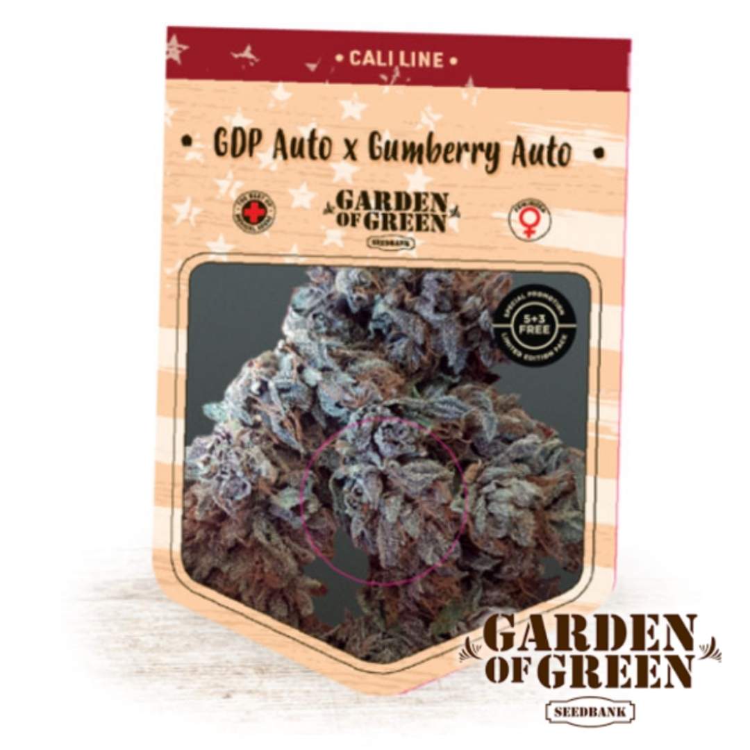 Frostige lila Buds der Auto GDP x Auto Gumberry mit dichten Trichomen und kompaktem Blütenaufbau