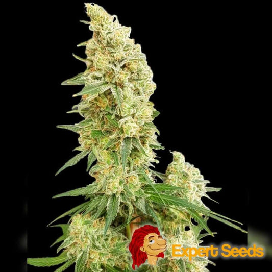 Dichte Gorilla Banana Blüte mit harzüberzogenen Knospen und leuchtend grünen Blättern in voller Blütephase.