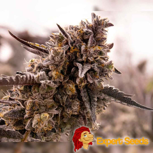 Nahaufnahme einer dichten Gorilla Cookies Blüte mit violetten Spitzen, Harzschicht und orangefarbenen Blütenfäden.