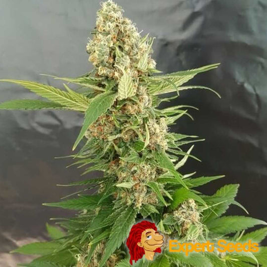 Dichte Blüte der Gorilla Ice Cream Pflanze mit harzüberzogenen Buds und leuchtend grünen Blättern