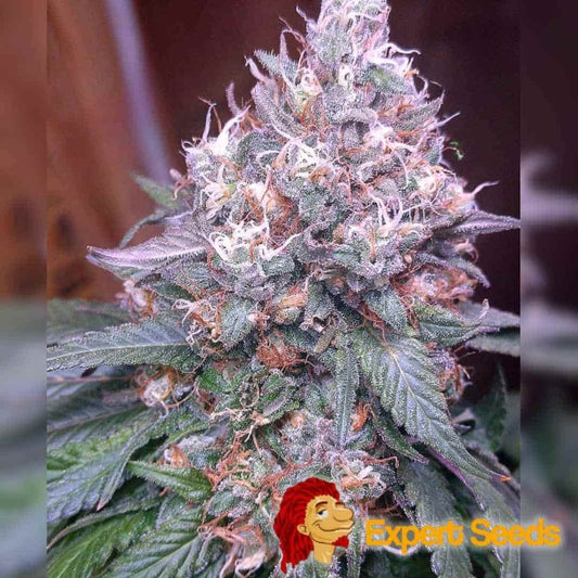 Dichte Gorilla SFV OG Blüte mit violett-grünen Blättern, orangefarbenen Härchen und glitzernden Trichomen.
