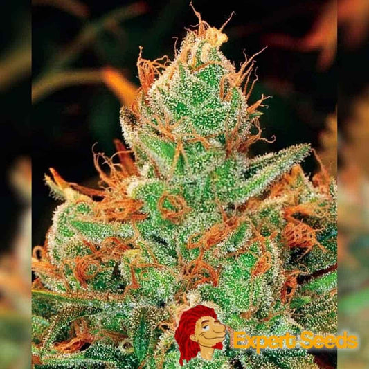 Dichte Gorilla x Lilly Blüte mit leuchtend orangen Härchen und dicker Schicht aus glitzernden Trichomen.