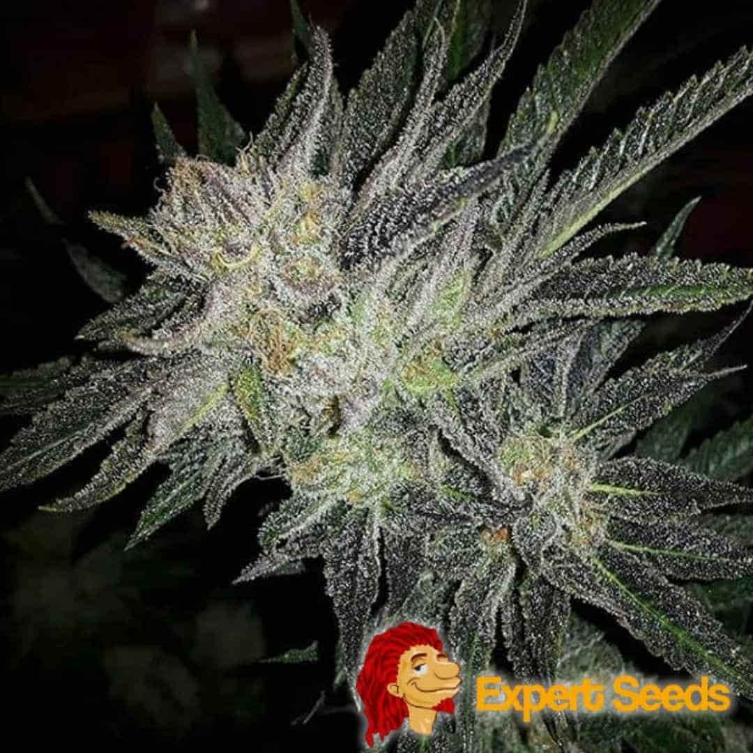 Dichte, harzbedeckte Blüte der Sorte Gorilla x White Widow mit kristallinen Trichomen und dunklen Blättern.