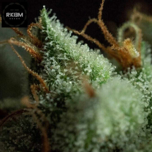 G.O.S. Cannabisknospe mit dichten Trichomen und orangefarbenen Blütenstempeln in Nahaufnahme