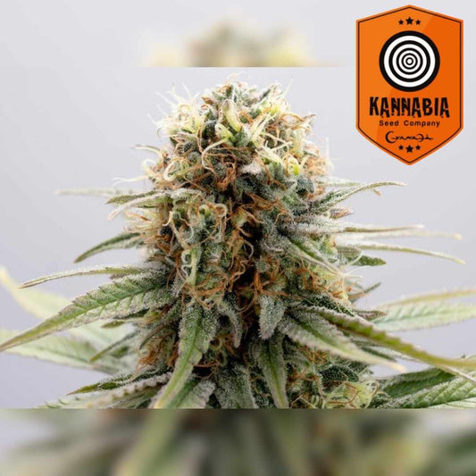 GSC Blüte mit dichten Harztrichomen und orangefarbenen Blütenhärchen