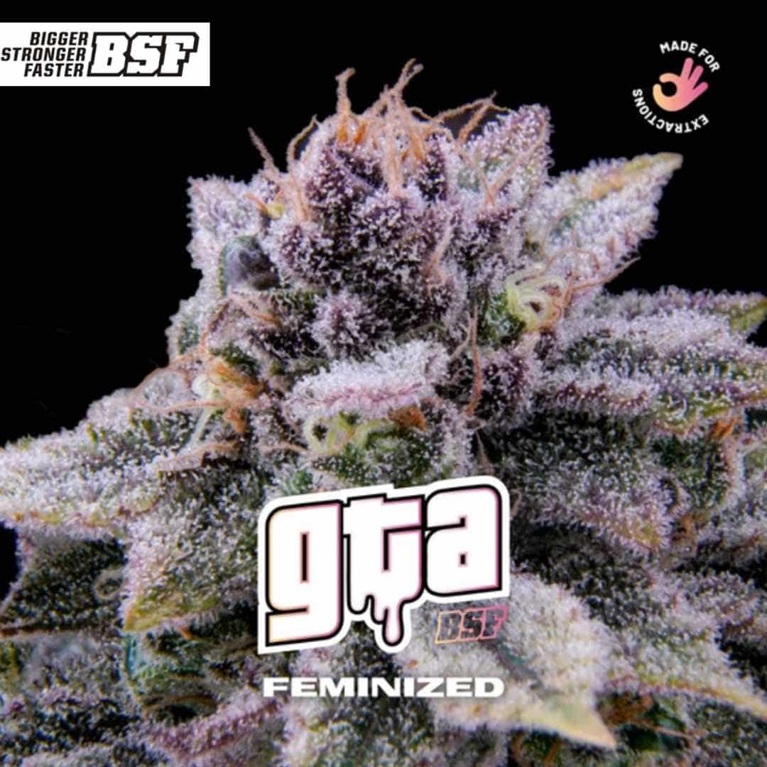 Harzige GTA Cannabisblüte mit violetten Tönen, Trichomen und orangefarbenen Blütenfäden.