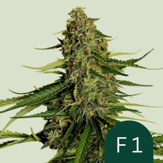 Gaia F1 Cannabisblüte mit dichten Harztrichomen und orangefarbenen Stempeln