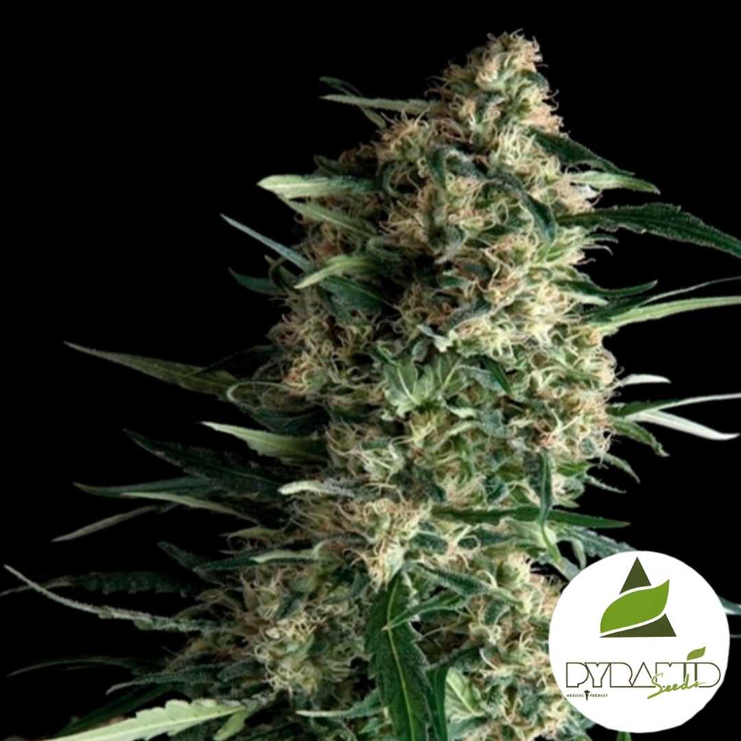 Dichte Galaxy Blüte mit harzigen Knospen und orangefarbenen Fäden