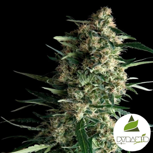 Dichte Galaxy Blüte mit harzigen Knospen und orangefarbenen Fäden