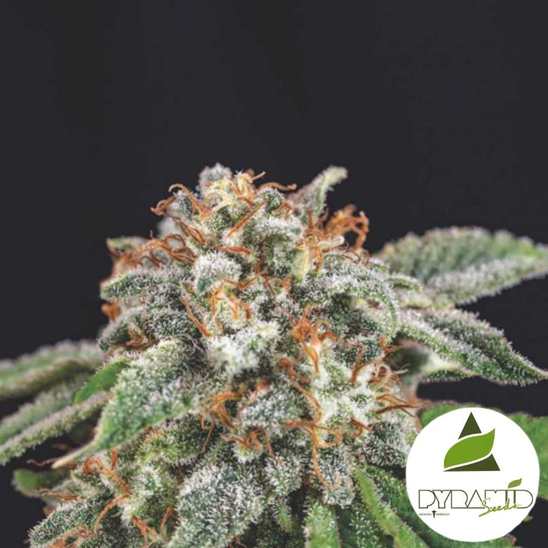 Harziges Galaxy x Runtz Blütenkopf mit dichten Trichomen und orangefarbenen Blütenfäden.