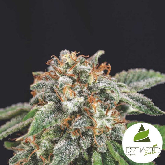 Harziges Galaxy x Runtz Blütenkopf mit dichten Trichomen und orangefarbenen Blütenfäden.