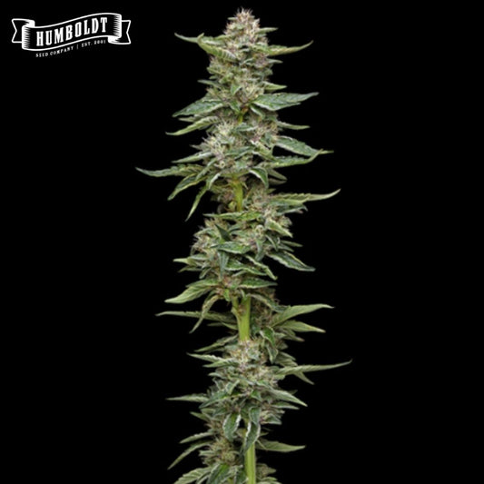 Garlic Budder Cannabisblüte mit harzigen Buds, langen grünen Zuckerblättern und kompaktem Wuchs