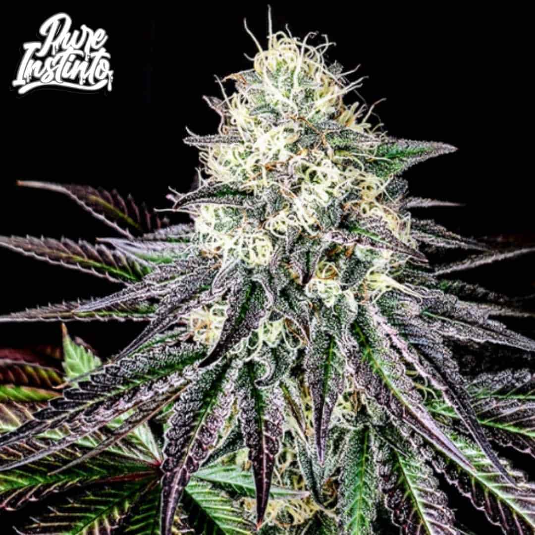 Garlic Cookies Cannabis Blüte mit dichten harzigen Buds und violett grünen Blättern in der späten Blütephase