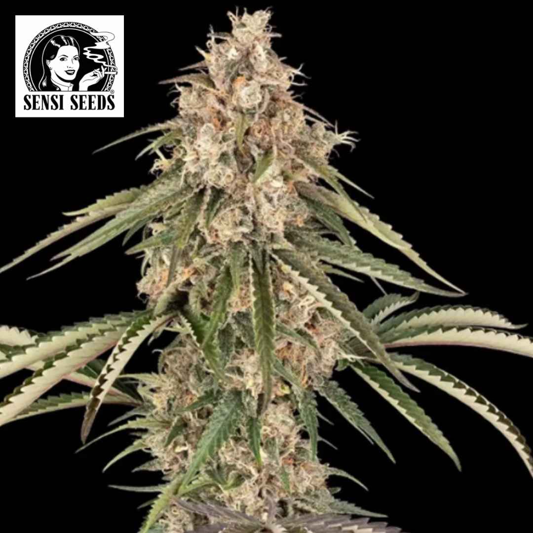 Dichte Garlic Gas Cannabisblüte mit vielen Trichomen, orangefarbenen Härchen und schmalen, gezackten Blättern
