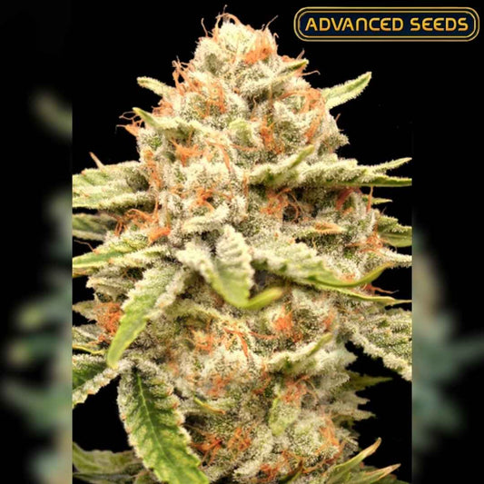 Garlicane (Advanced Seeds) Feminisiert