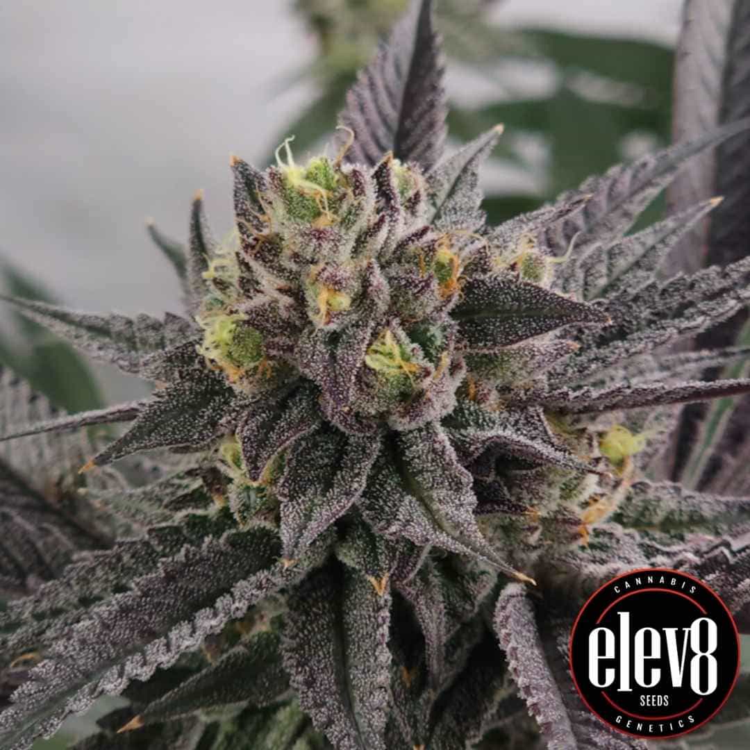 Gary Burger Blüte mit dichten, dunklen Trichomen und kräftiger Struktur