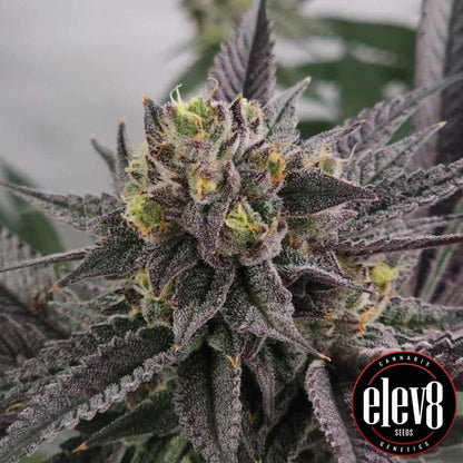 Gary Burger Blüte mit dichten, dunklen Trichomen und kräftiger Struktur