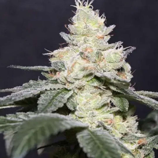 Gary Payton von Vision Seeds mit heller, dichter Blüte und sichtbarer Trichomschicht.