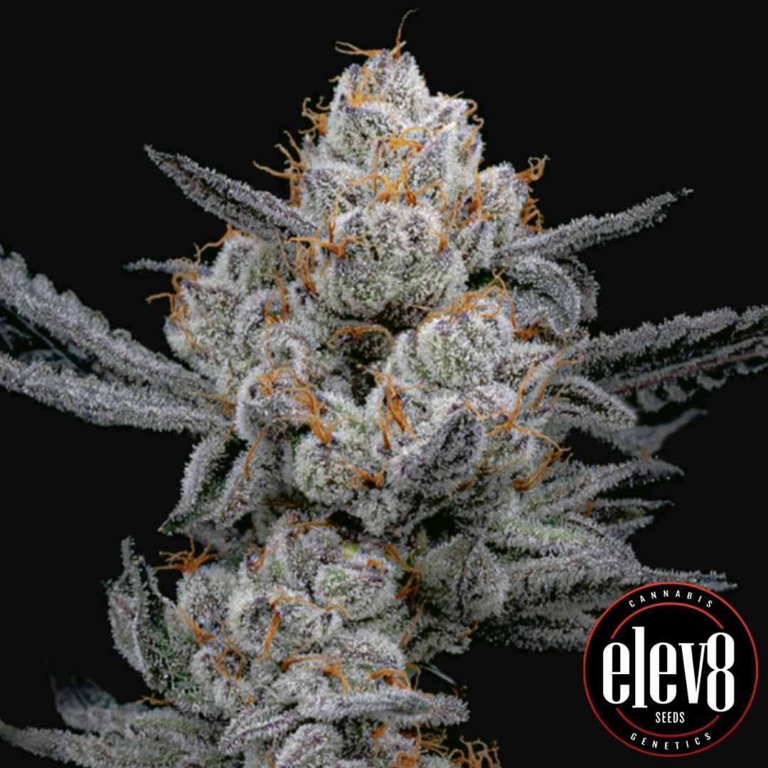 Gary Payton S1 Blüte mit dichten frostigen Trichomen und orangefarbenen Härchen