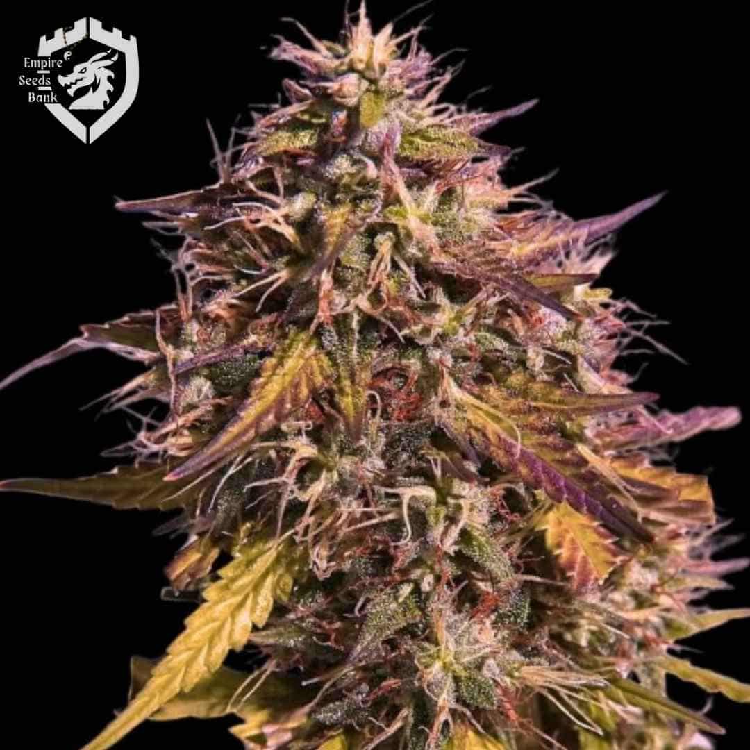 Gas Face Blüte mit harzigen Trichomen, violetten Spitzen und orangefarbenen Blütenfäden